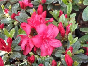 Rhododendron 'Sheila'-0