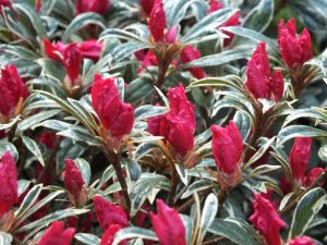 Rhododendron 'Silver Sword'-0