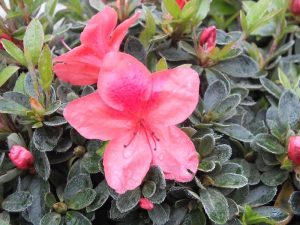 Rhododendron 'Marilee'-0