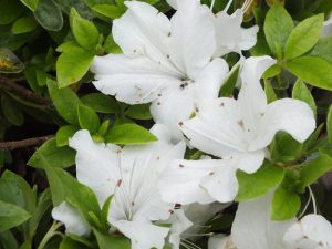 Rhododendron 'Mary Helen'-0