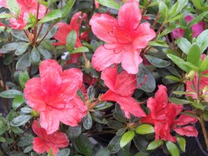 Rhododendron 'Scout'-0