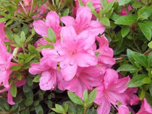 Rhododendron 'Wombat'-0