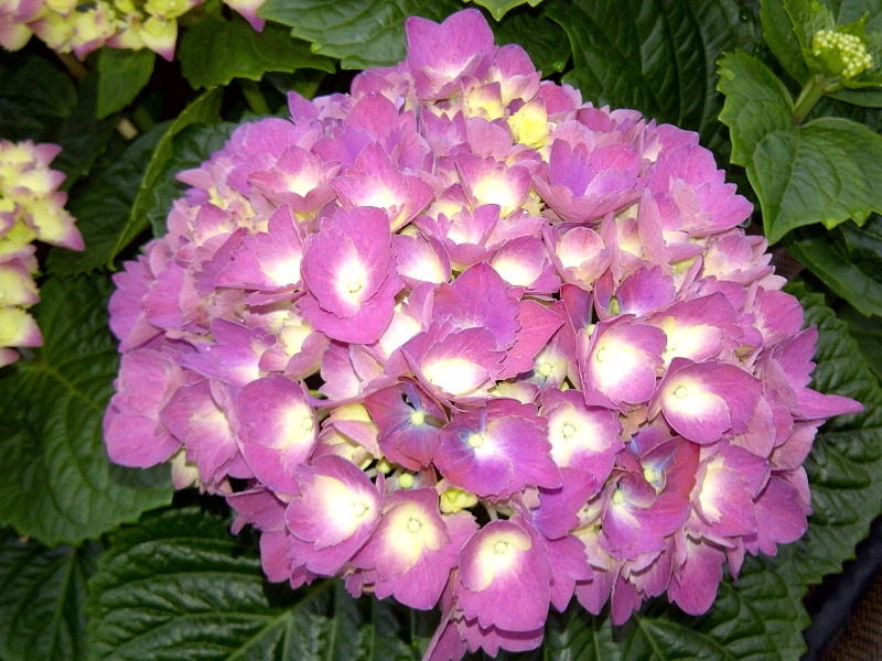 Hydrangea macrophylla 'Baron Pourpre’-4780