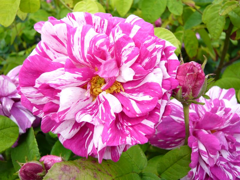Rosa 'Belle de Crecy'-0