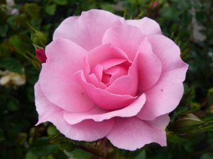 Rosa Bonica 'Meidominac' (standard)-0