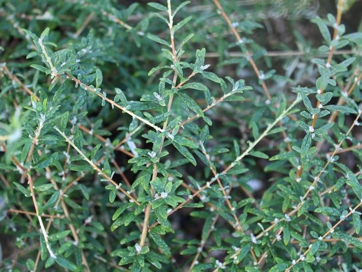 Buddleja alternifolia-26502