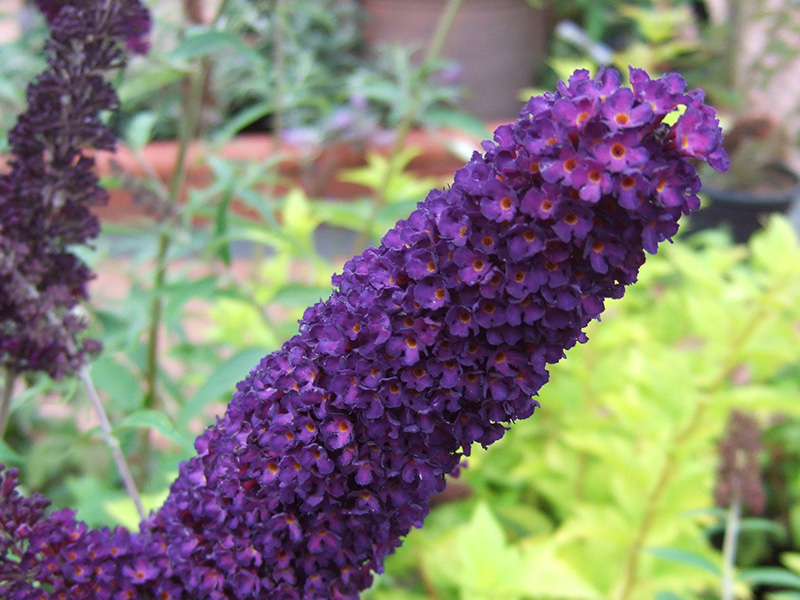 Buddleja davidii 'Black Knight'-4181