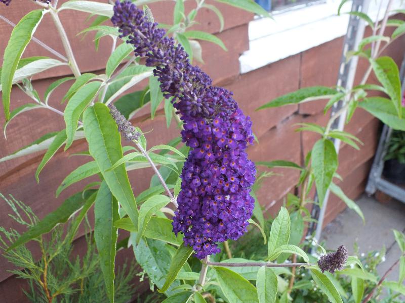 Buddleja davidii 'Black Knight'-4180