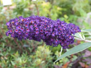 Buddleja davidii 'Black Knight'-0