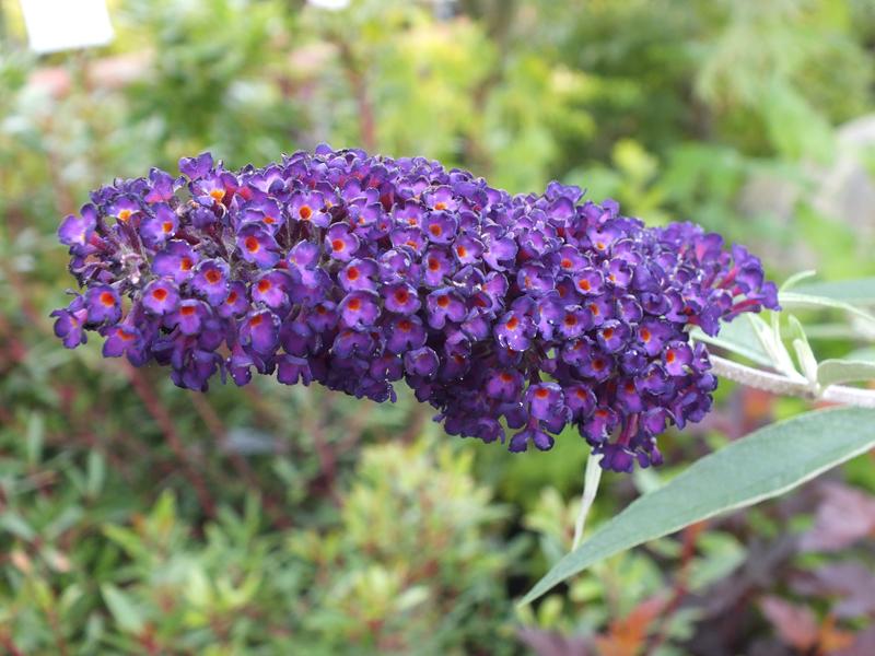 Buddleja davidii 'Black Knight'-0