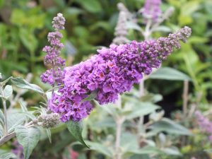 Buddleja davidii 'Blue Chip'-0