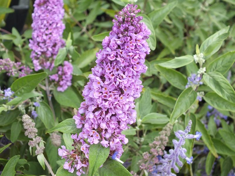 Buddleja davidii 'Blue Chip'-5565