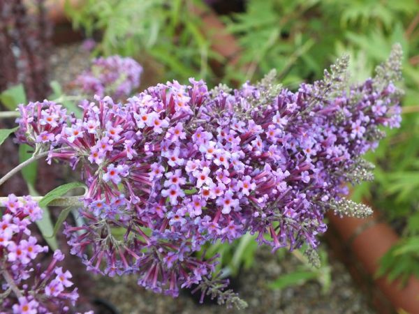 Buddleja davidii 'Dartmoor'-0