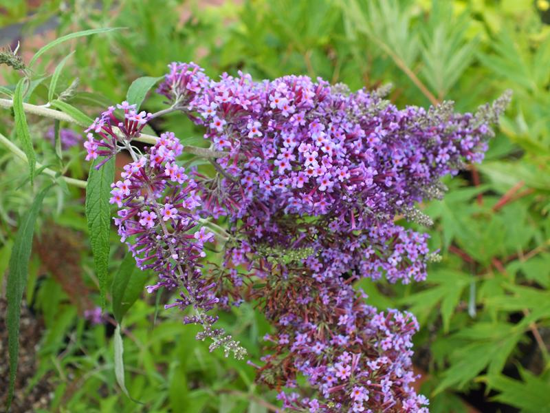 Buddleja davidii 'Dartmoor'-5561