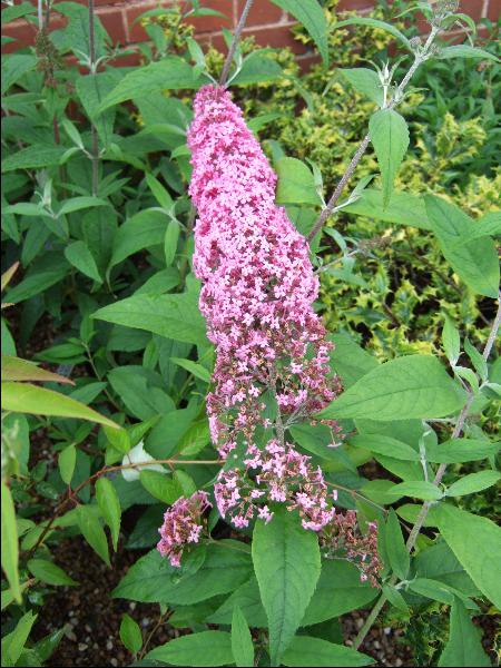 Buddleja davidii 'Pink Delight'-4179