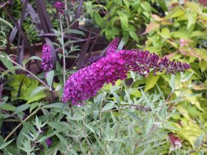 Buddleja davidii 'Royal Red'-0