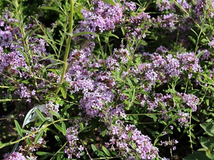 Buddleja alternifolia-26503