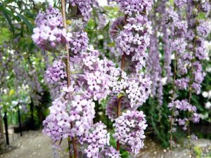 Buddleja alternifolia-0