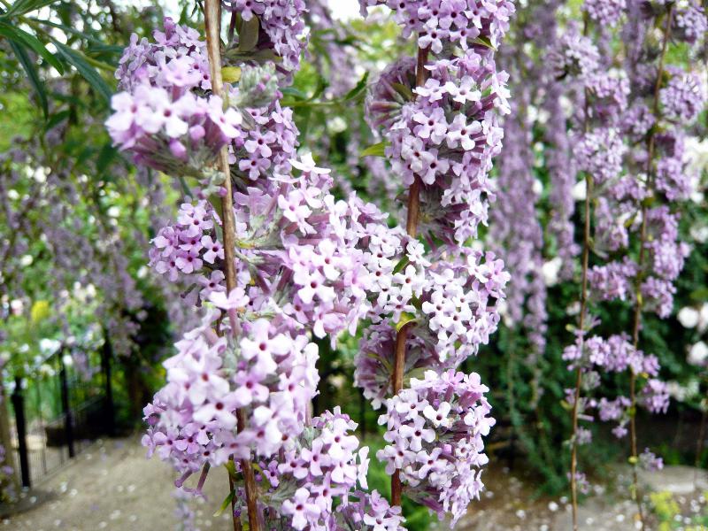Buddleja alternifolia-0