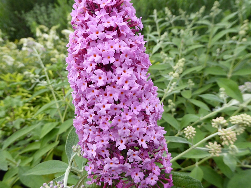 Buddleja davidii 'Pink Delight'-0