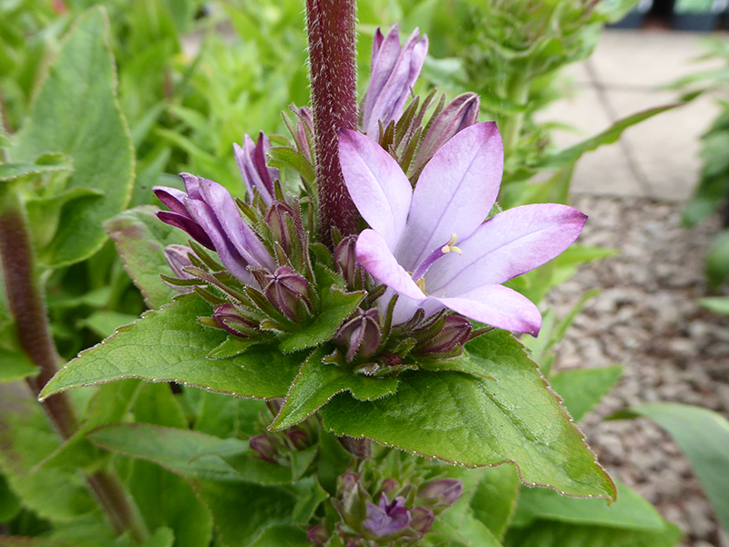 Campanula glomerata 'Caroline'-21985