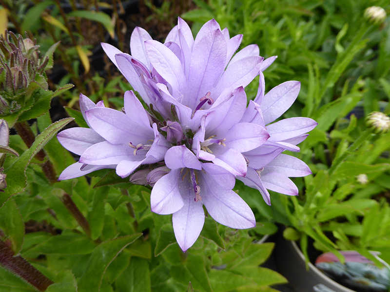 Campanula glomerata 'Caroline'-0