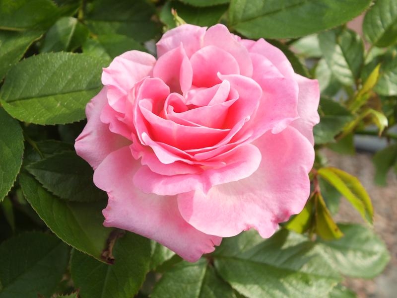 Rosa Carefree Days ('Meirivoui')-0
