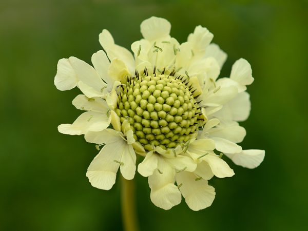 Cephalaria gigantica-0