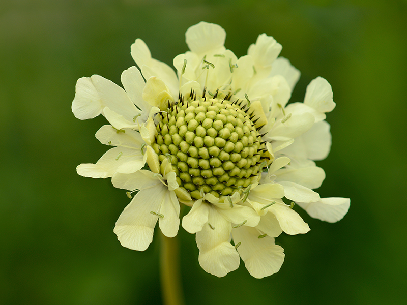 Cephalaria gigantica-0