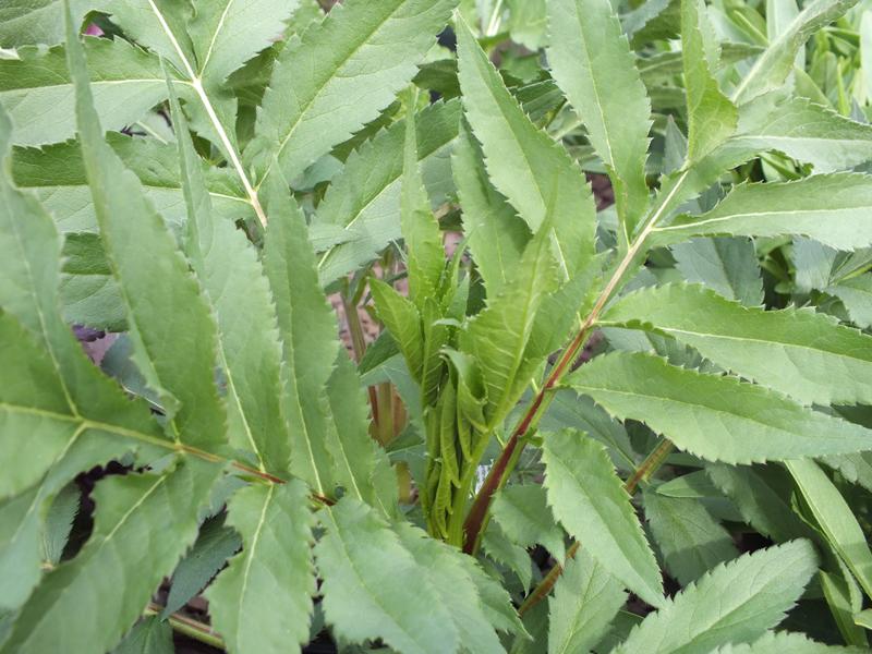 Cephalaria gigantica-4348
