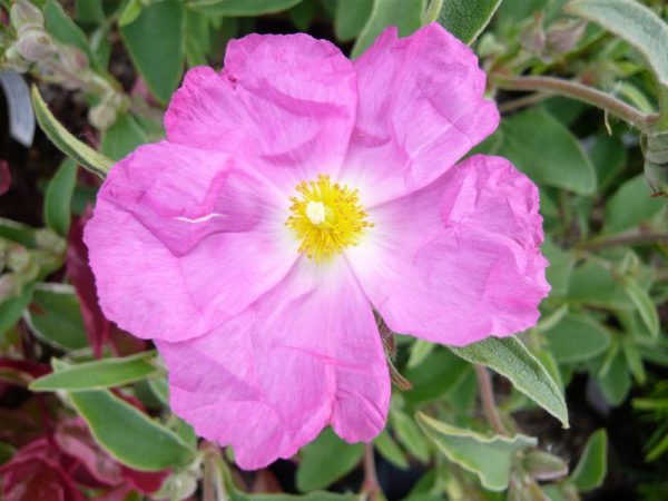 Cistus 'Peggy Sammons'-0