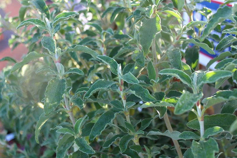 Cistus 'Peggy Sammons'-7396