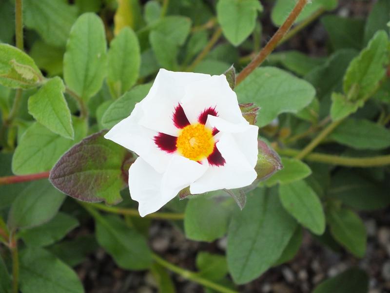 Cistus 'Snowfire'-0