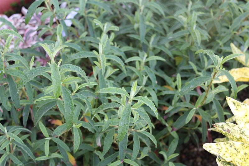 Cistus 'Peggy Sammons'-7397