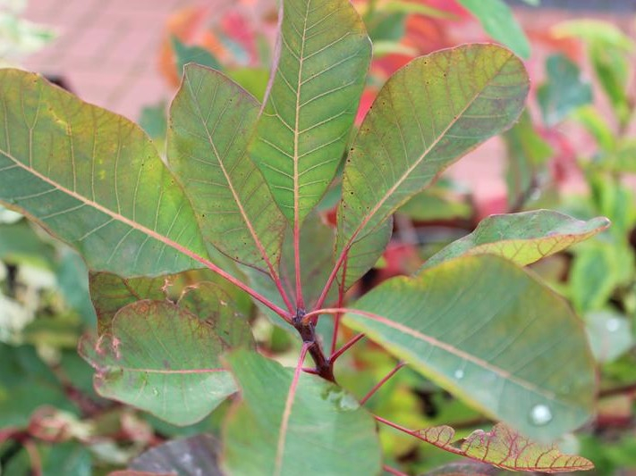 Cotinus 'Flame'-26531