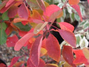 Cotinus cogyggria 'Flame'-0