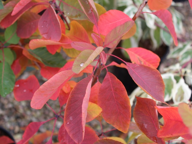 Cotinus cogyggria 'Flame'-0