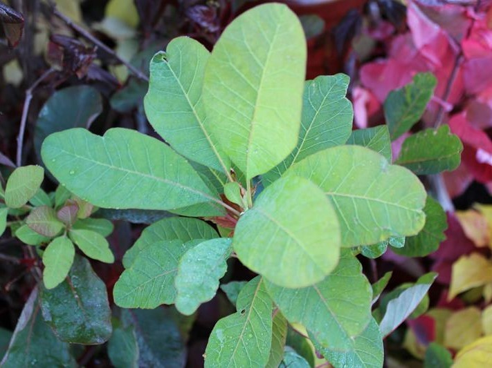 Cotinus 'Flame'-26533