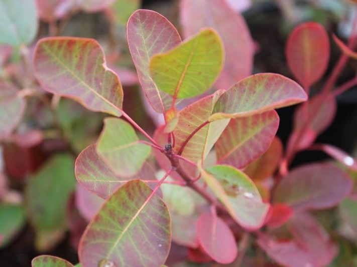 Cotinus cogyggria 'Young Lady'-26536