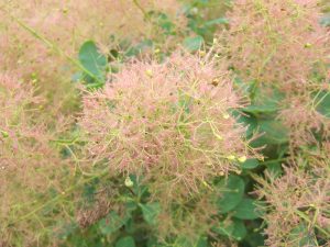Cotinus cogyggria 'Young Lady'-0