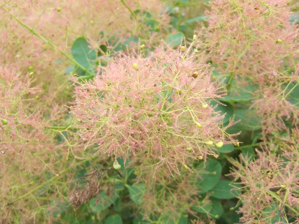 Cotinus cogyggria 'Young Lady'-0