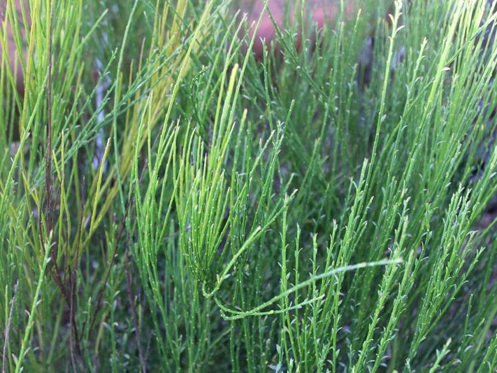 Cytisus 'Windlesham Ruby'-0