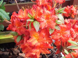 Rhododendron 'Royal Command'-0