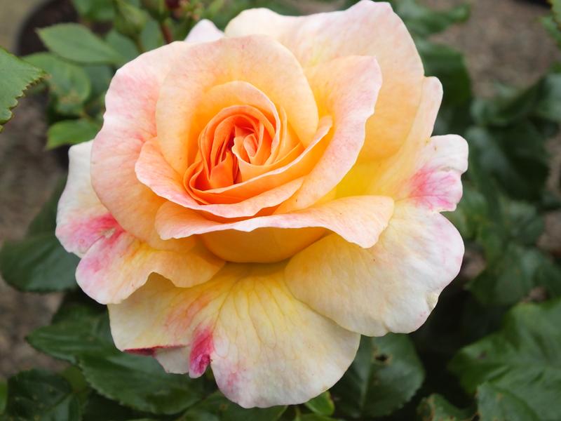 Rosa 'Designer Sunset' (Patio Standard)-4603