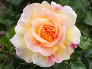 Rosa 'Designer Sunset' (Patio Standard)-0