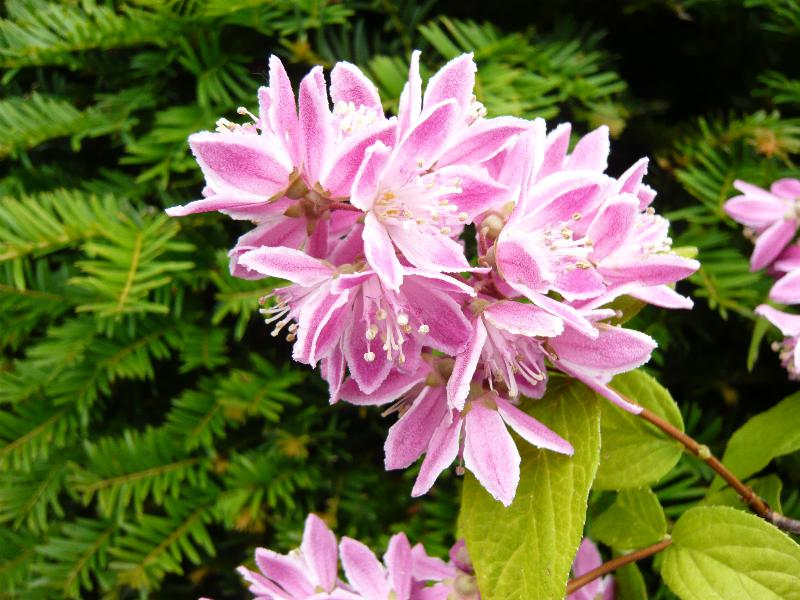 Deutzia x hybrida 'Strawberry Fields'-4894