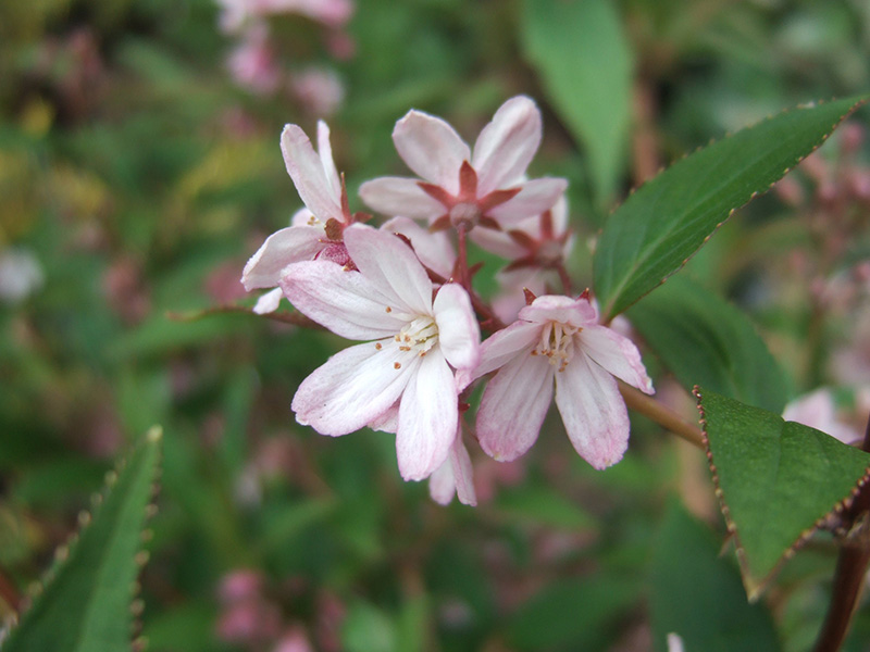Deutzia x hybrida 'Pink Pompom'-0