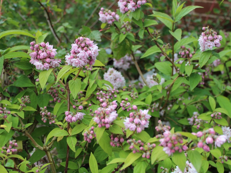Deutzia x hybrida 'Pink Pompom'-9369