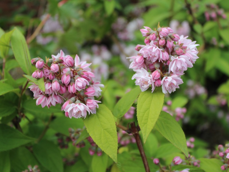 Deutzia x hybrida 'Pink Pompom'-9370