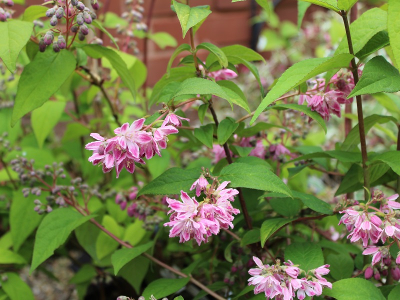 Deutzia x hybrida 'Strawberry Fields'-9372